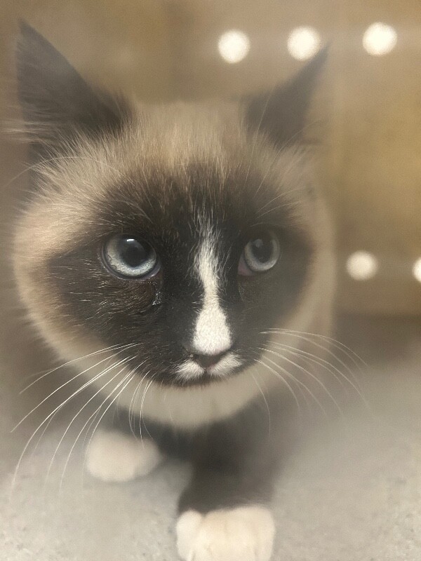 Picture of the Animal Listed