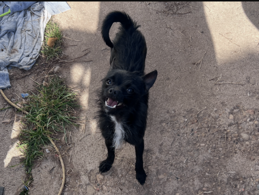 Picture of the Animal Listed