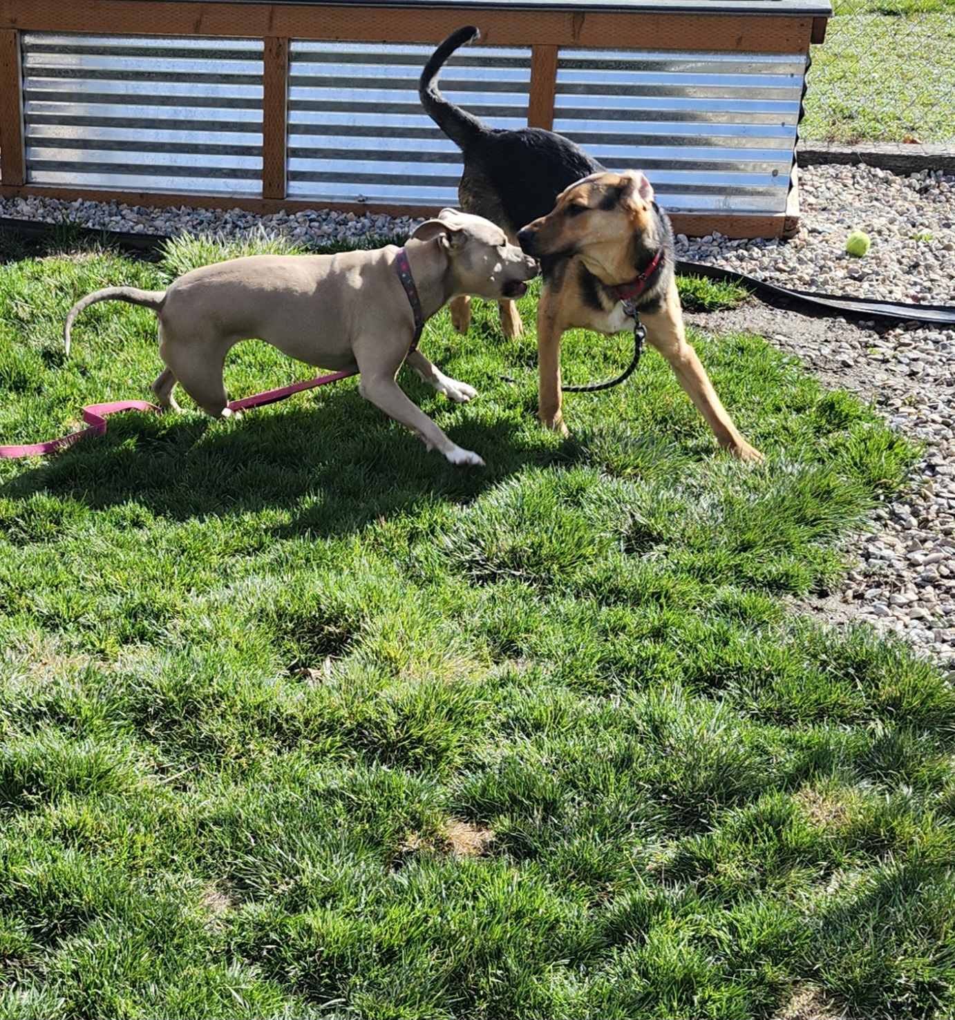 Picture of the Animal Listed