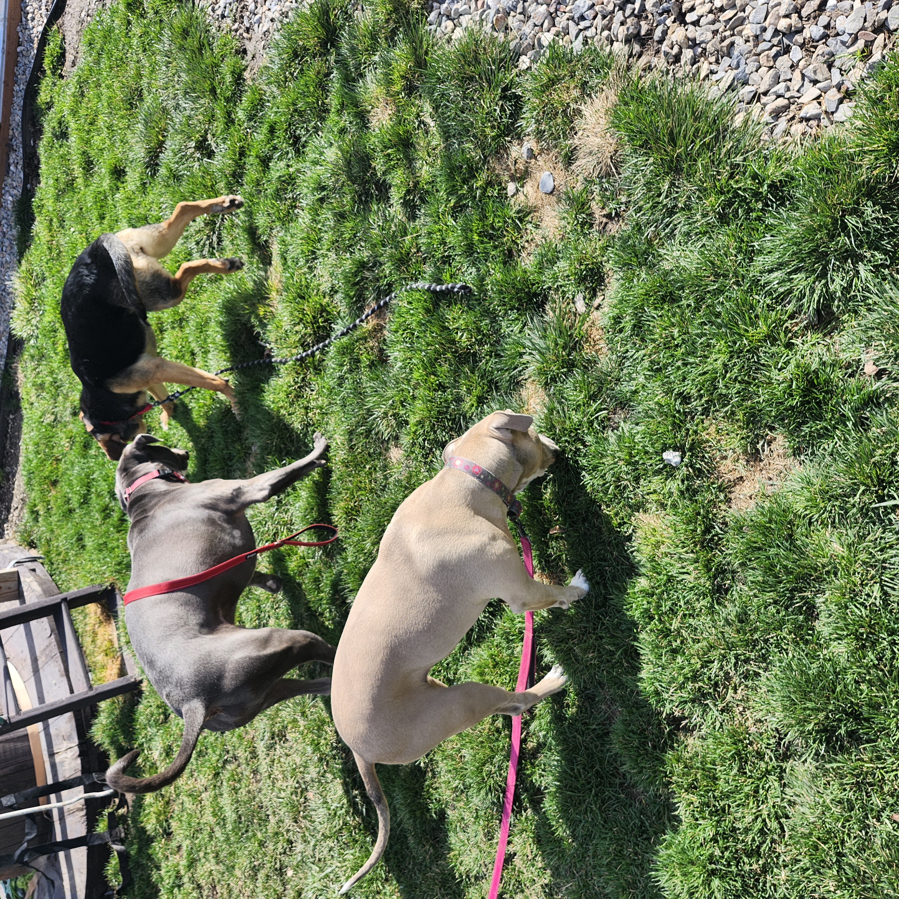 Picture of the Animal Listed