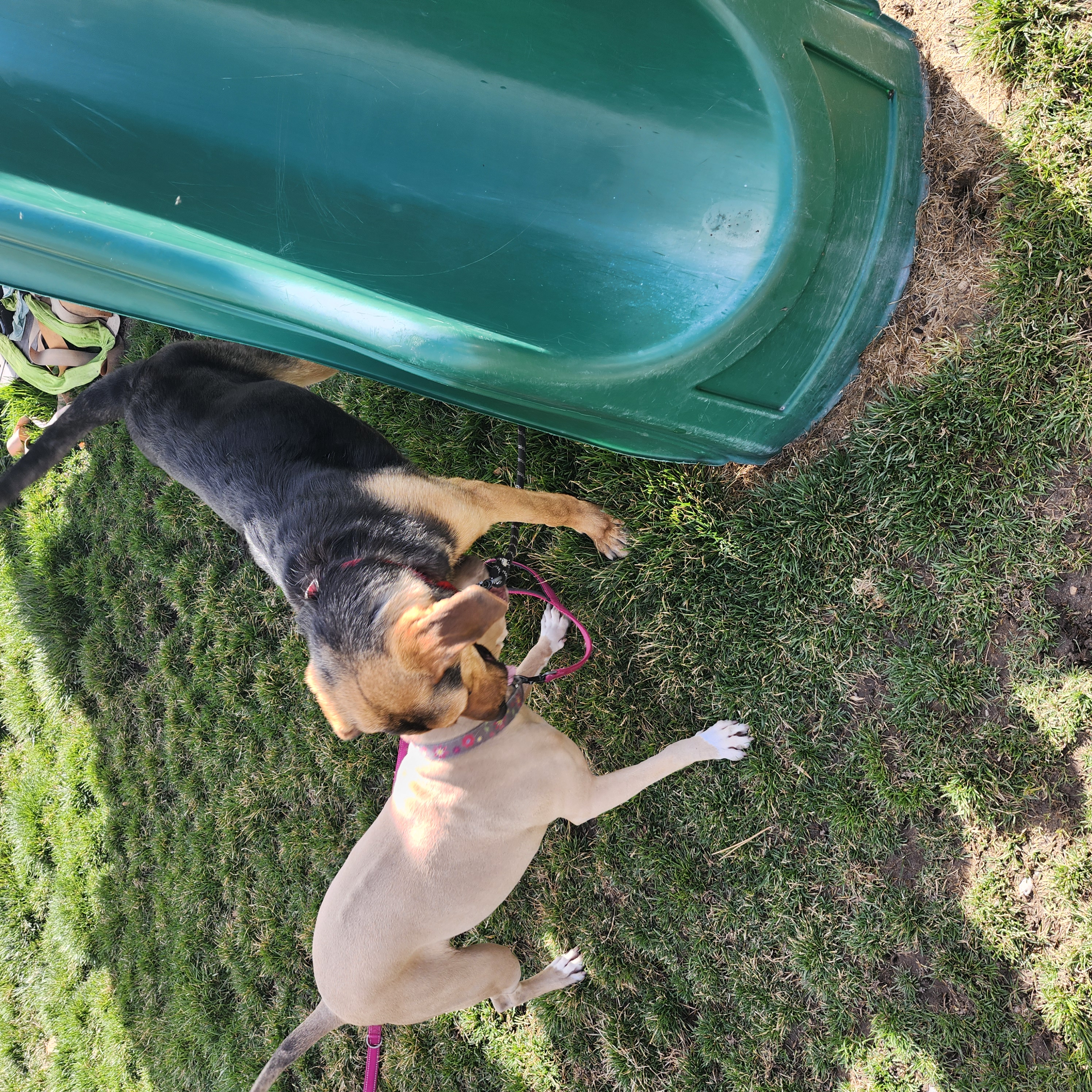 Picture of the Animal Listed