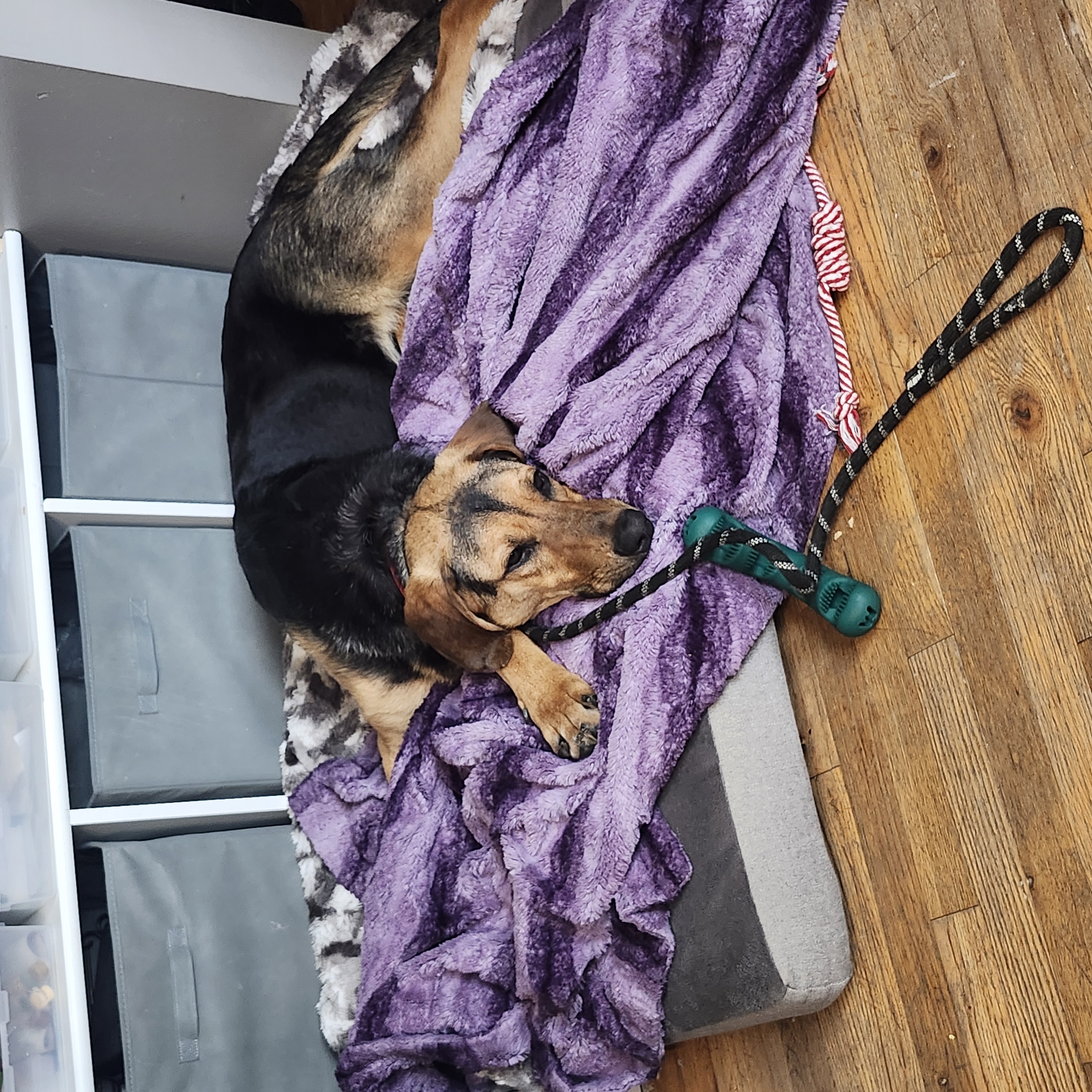 Picture of the Animal Listed