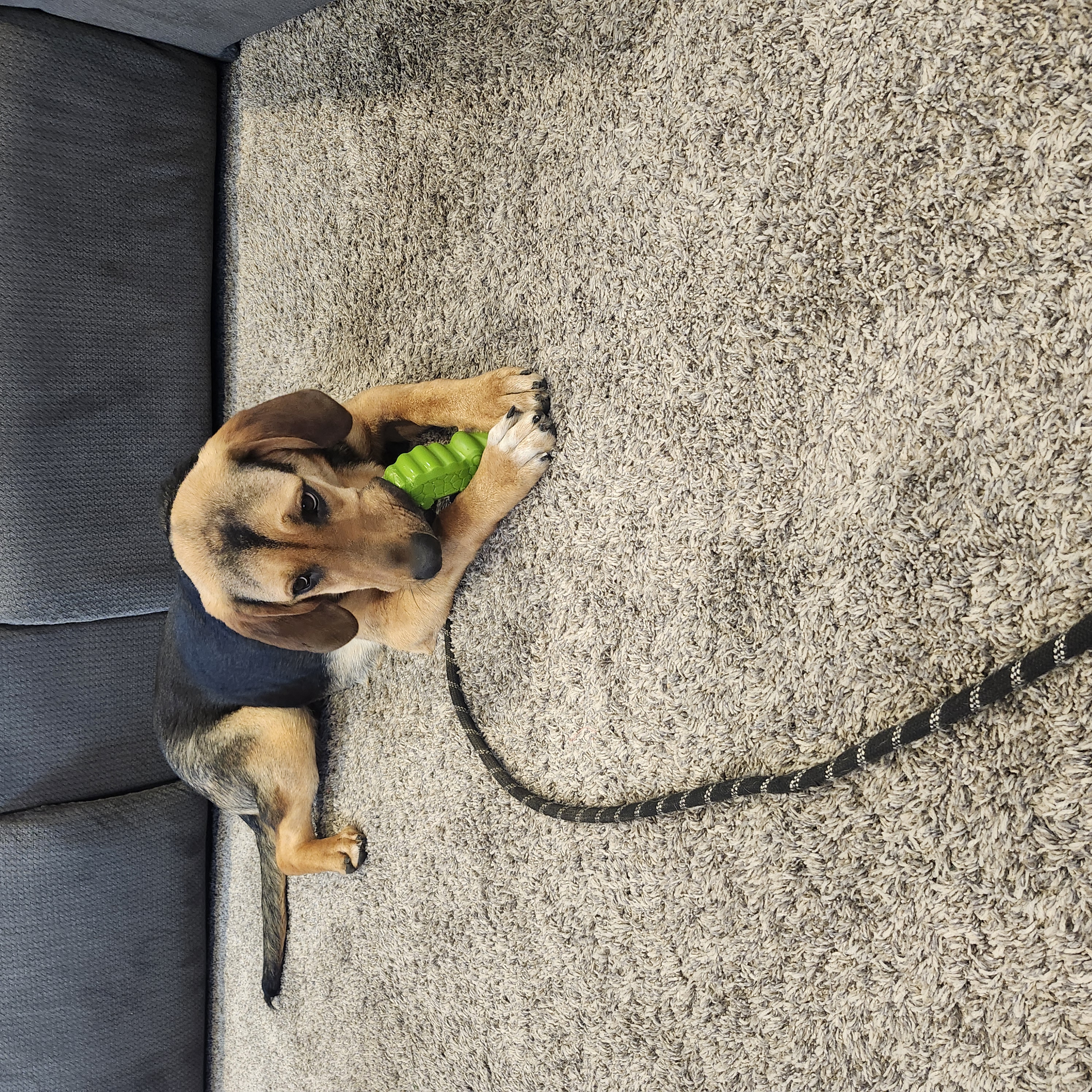 Picture of the Animal Listed