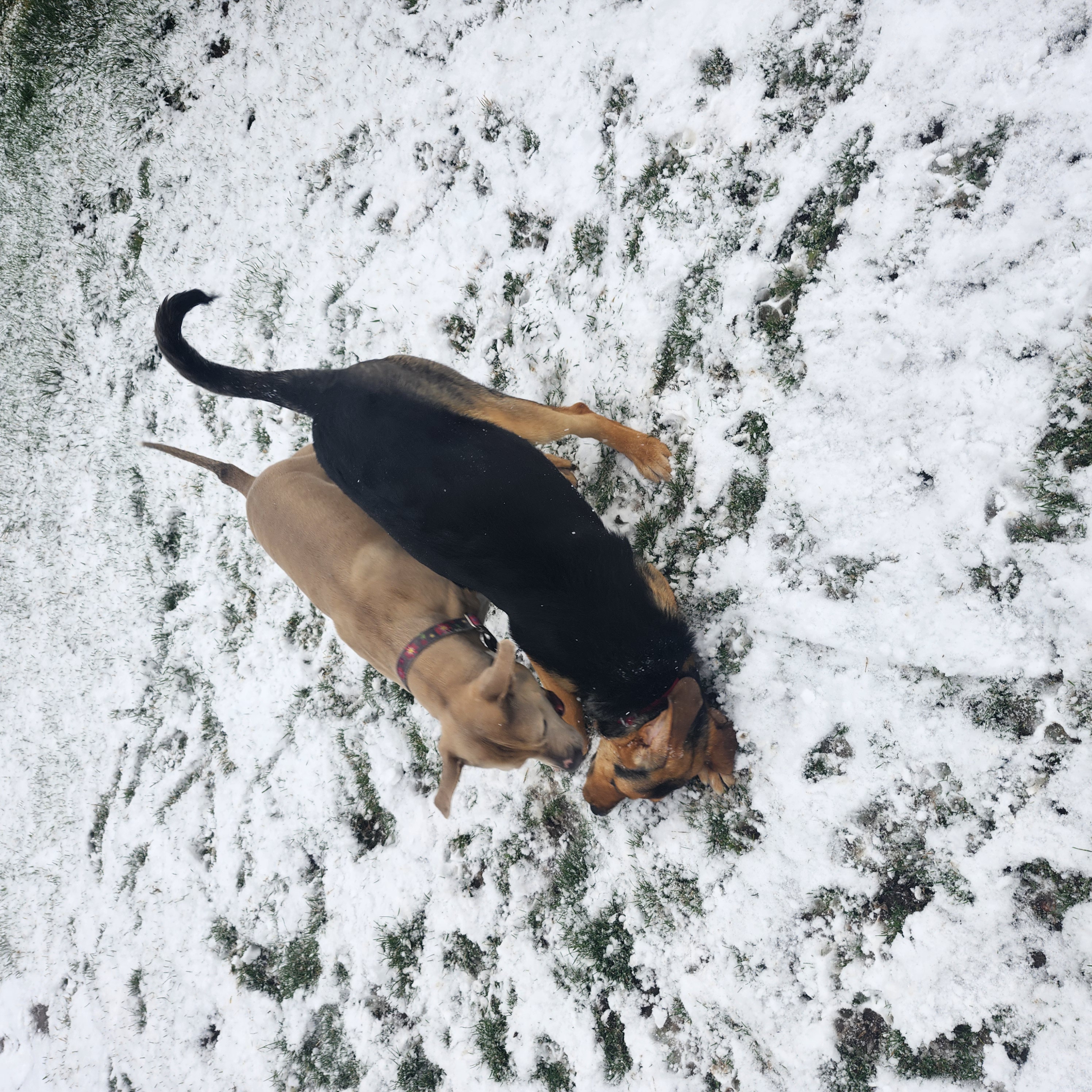 Picture of the Animal Listed