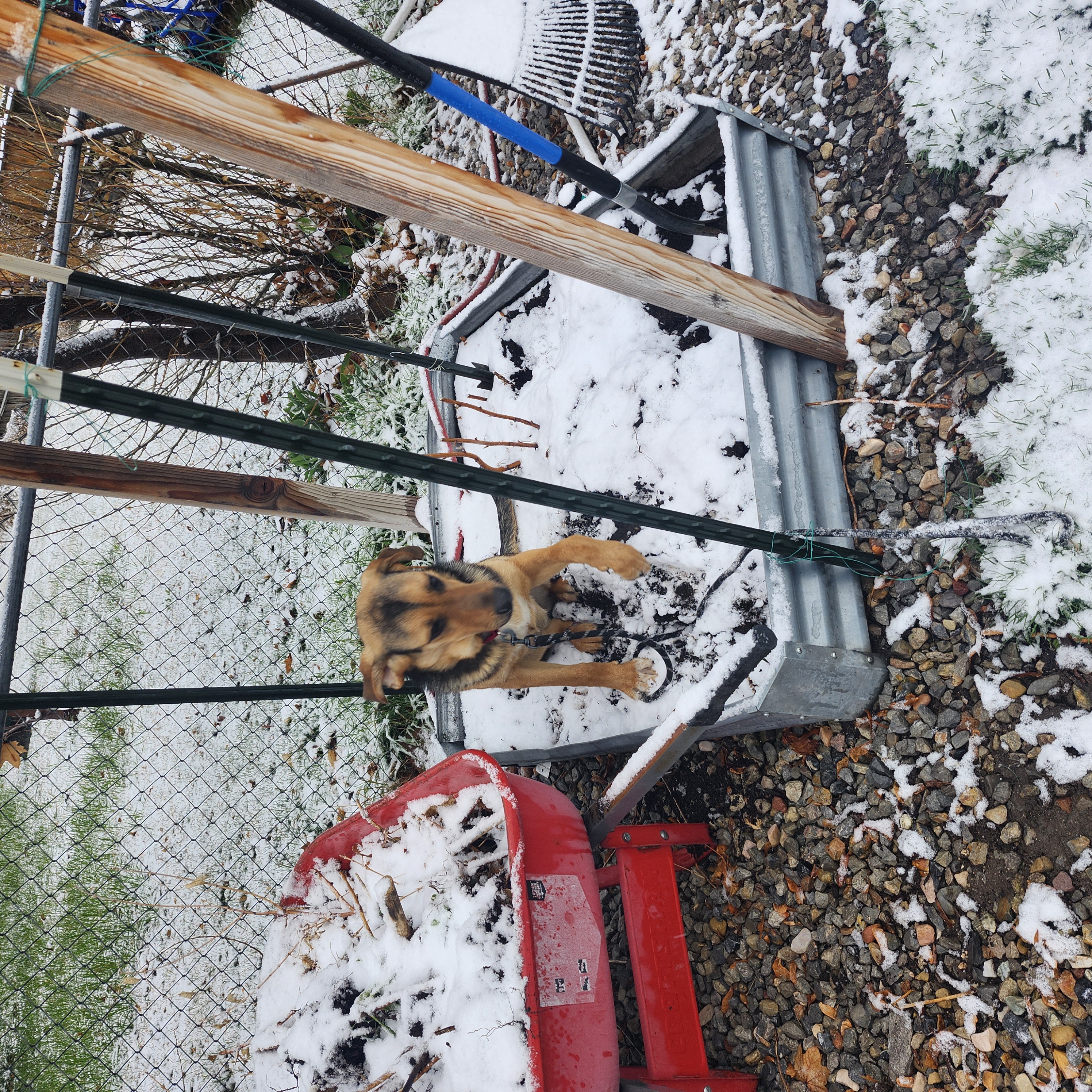 Picture of the Animal Listed