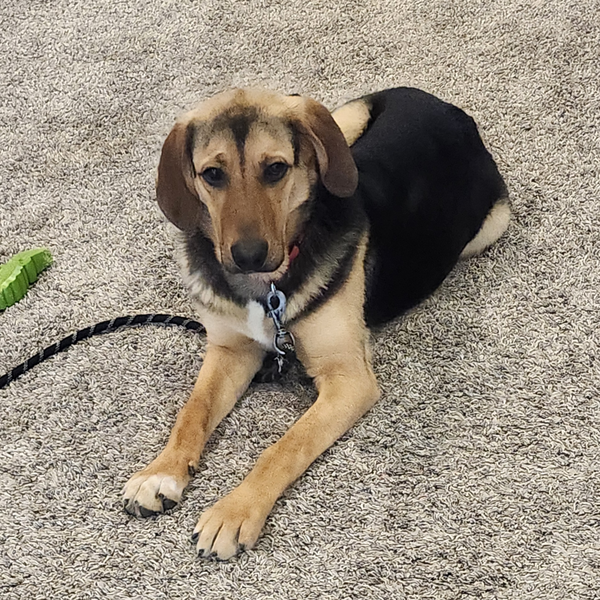 Picture of the Animal Listed