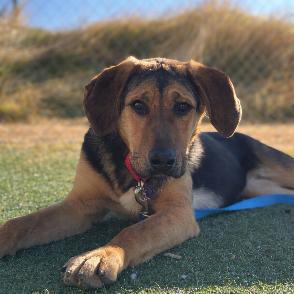 Picture of the Animal Listed