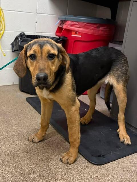 Picture of the Animal Listed