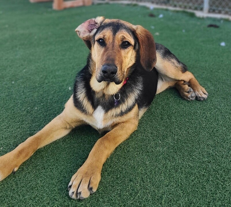 Picture of the Animal Listed