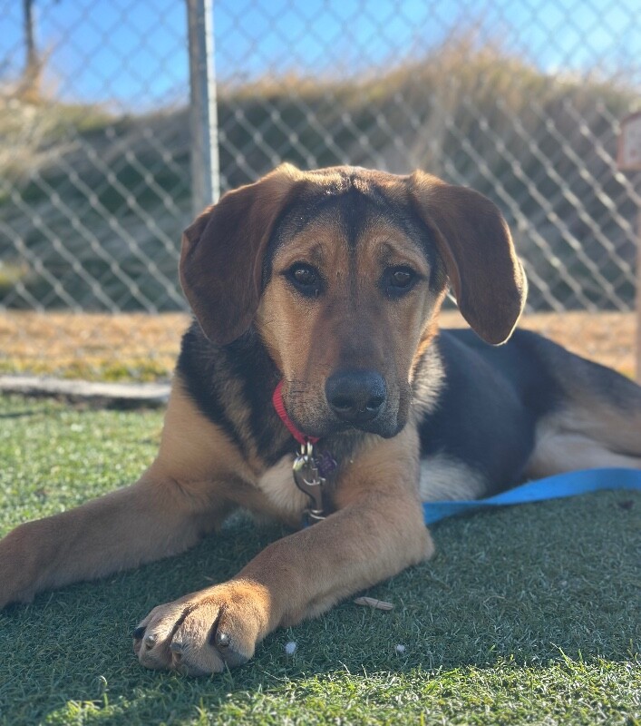 Picture of the Animal Listed