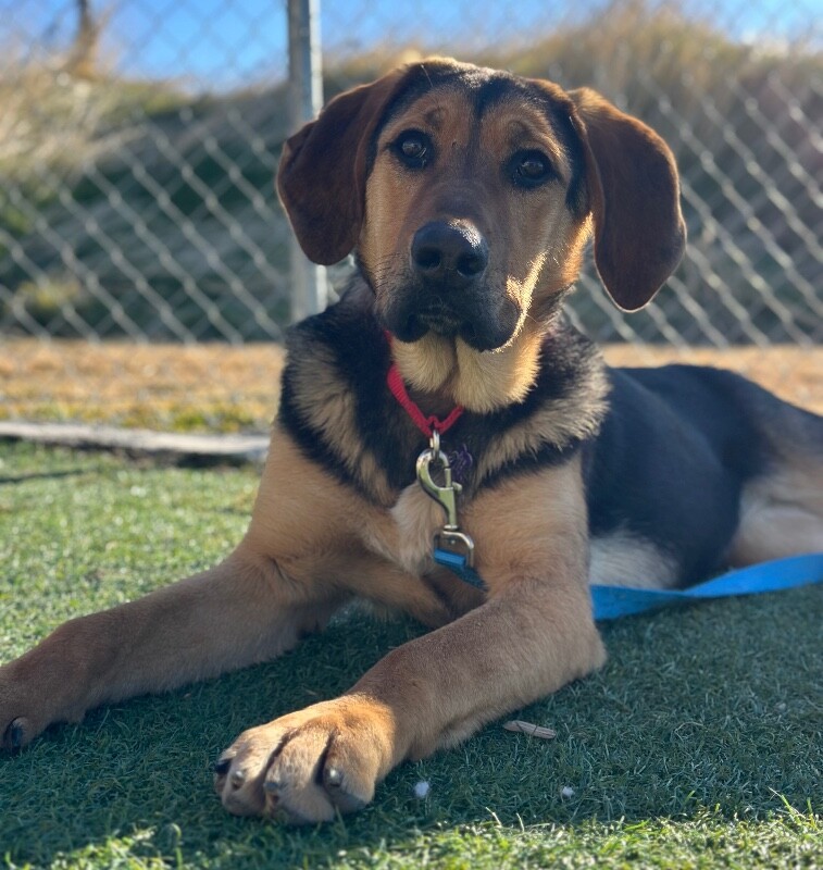 Picture of the Animal Listed