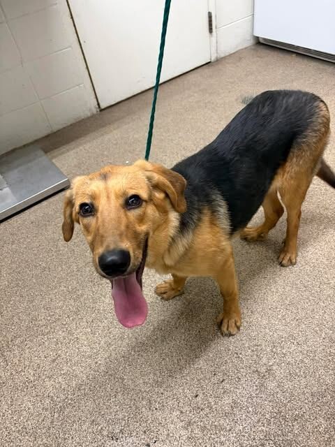 Picture of the Animal Listed