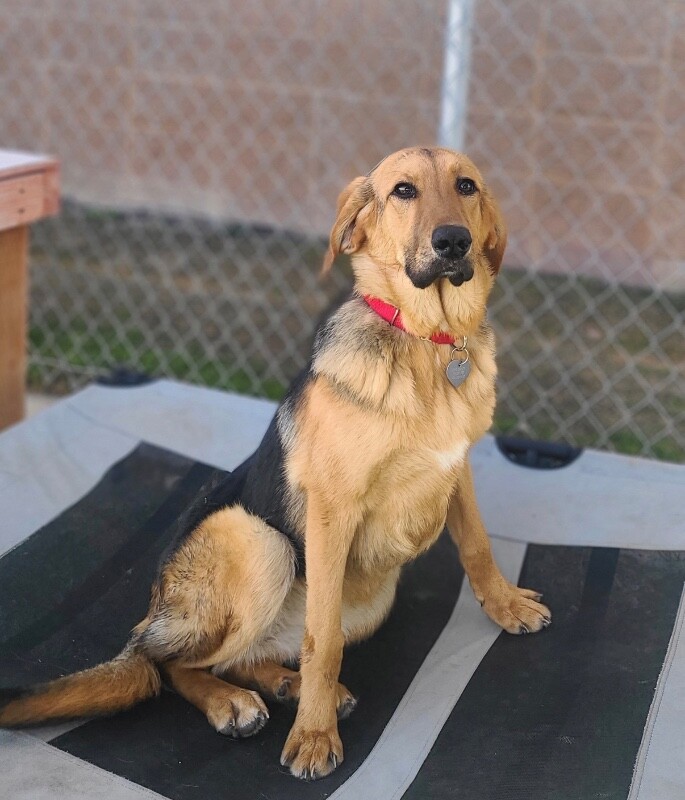 Picture of the Animal Listed