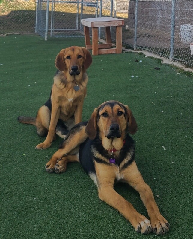 Picture of the Animal Listed