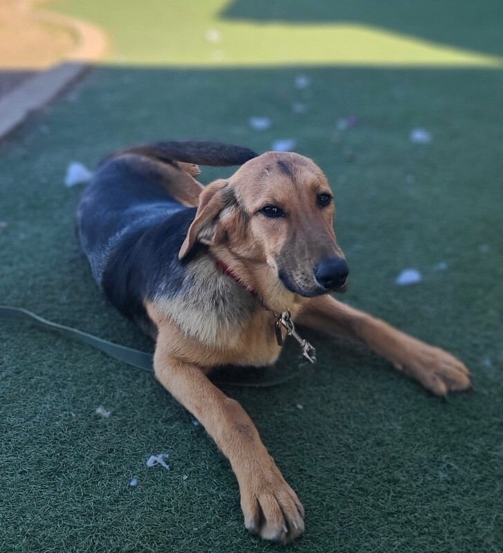 Picture of the Animal Listed