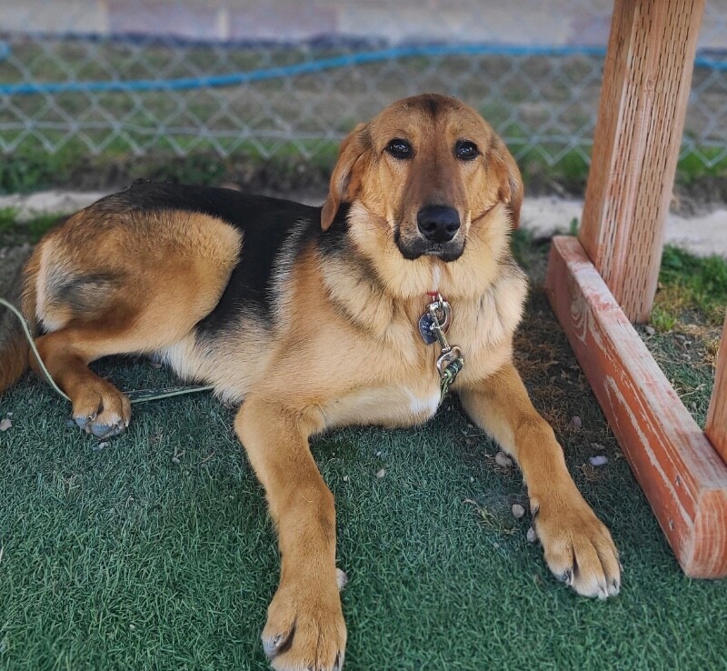 Picture of the Animal Listed