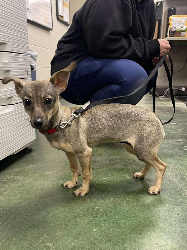 Picture of the Animal Listed