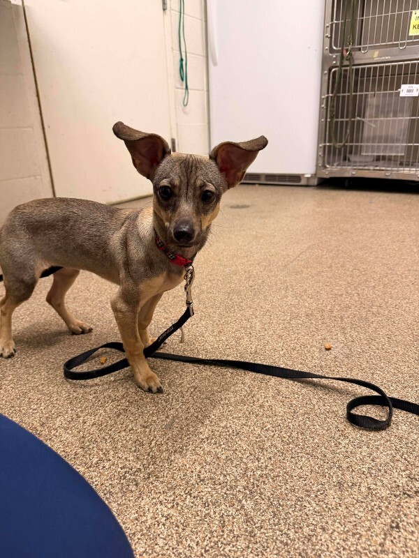 Picture of the Animal Listed