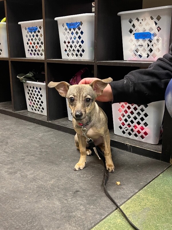 Picture of the Animal Listed