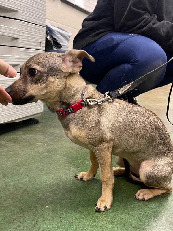 Picture of the Animal Listed