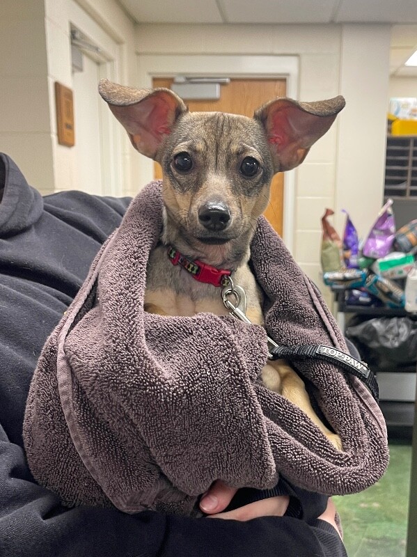 Picture of the Animal Listed