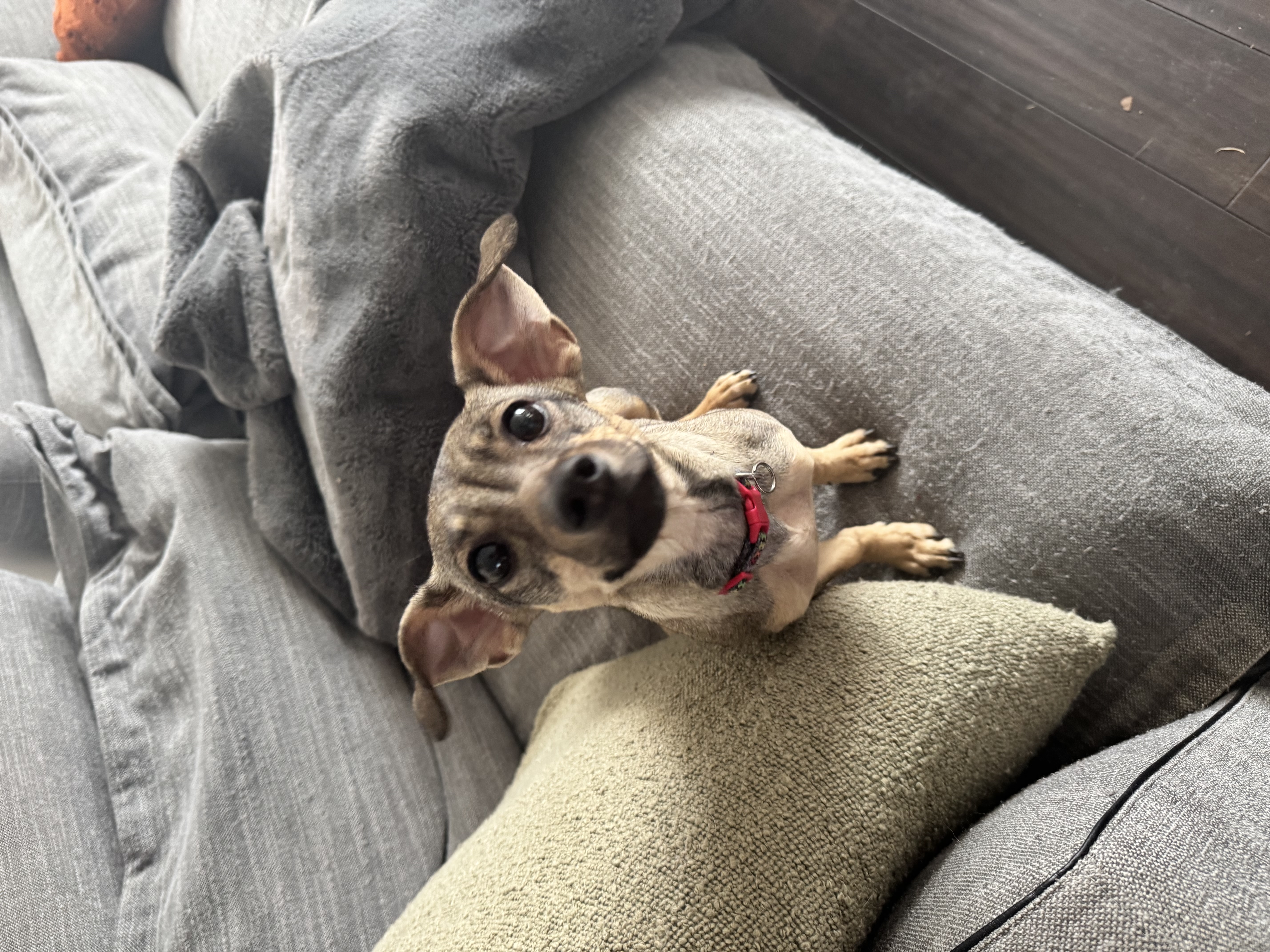 Picture of the Animal Listed