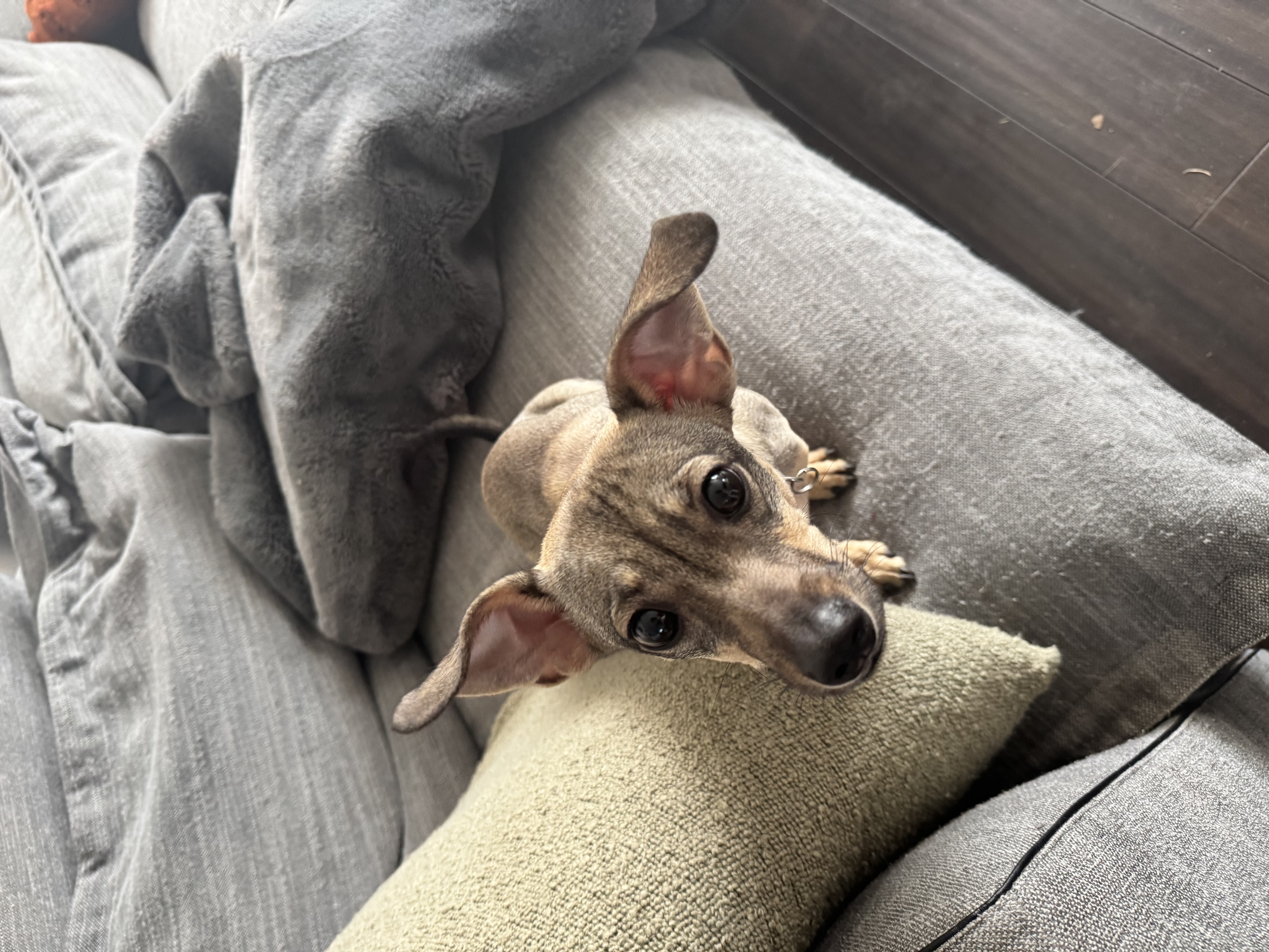 Picture of the Animal Listed