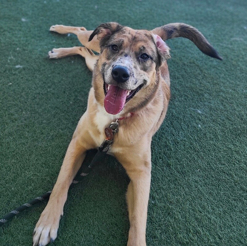 Picture of the Animal Listed