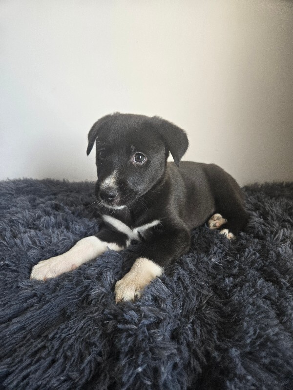 Picture of the Animal Listed