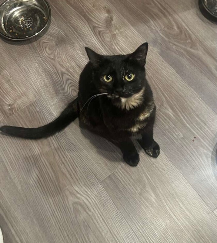 Picture of the Animal Listed