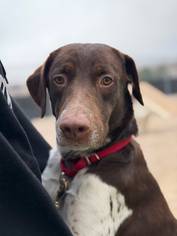 Picture of the Animal Listed