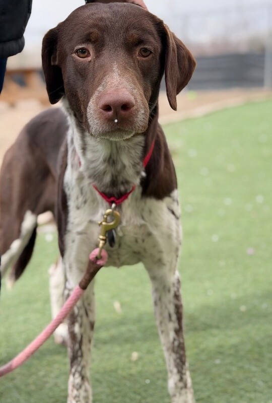 Picture of the Animal Listed