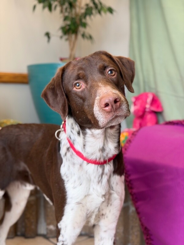 Picture of the Animal Listed