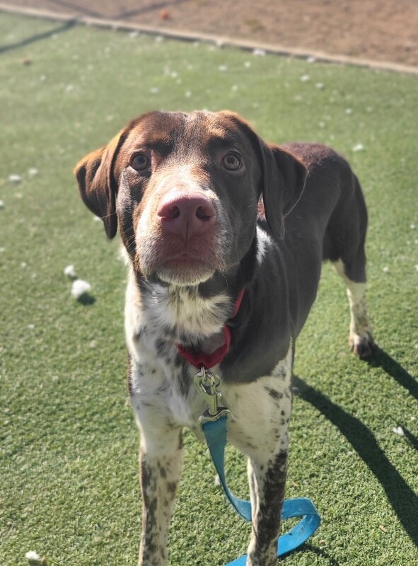 Picture of the Animal Listed