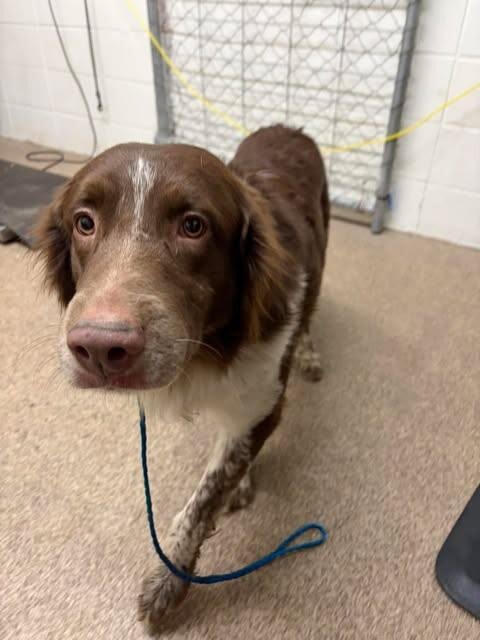 Picture of the Animal Listed