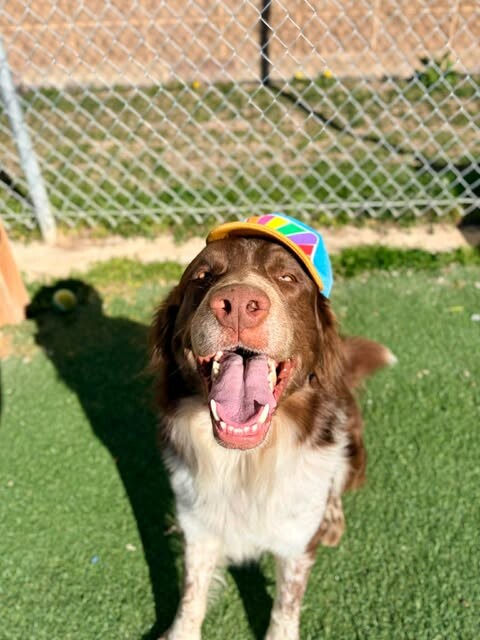 Picture of the Animal Listed