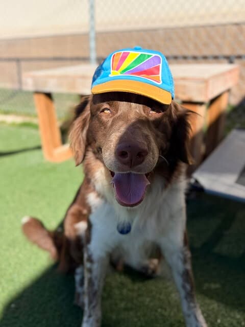 Picture of the Animal Listed