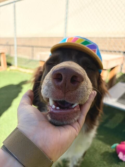 Picture of the Animal Listed