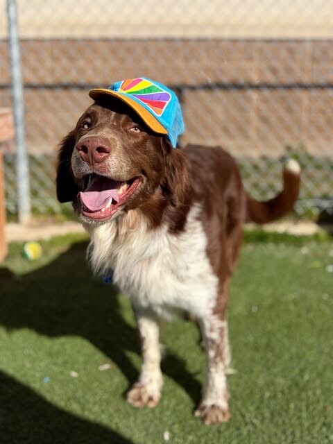 Picture of the Animal Listed