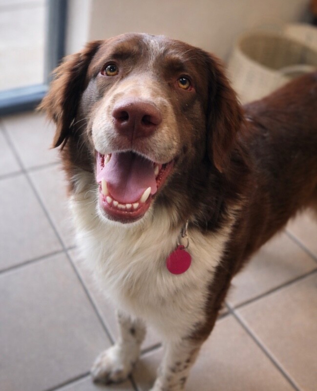 Picture of the Animal Listed