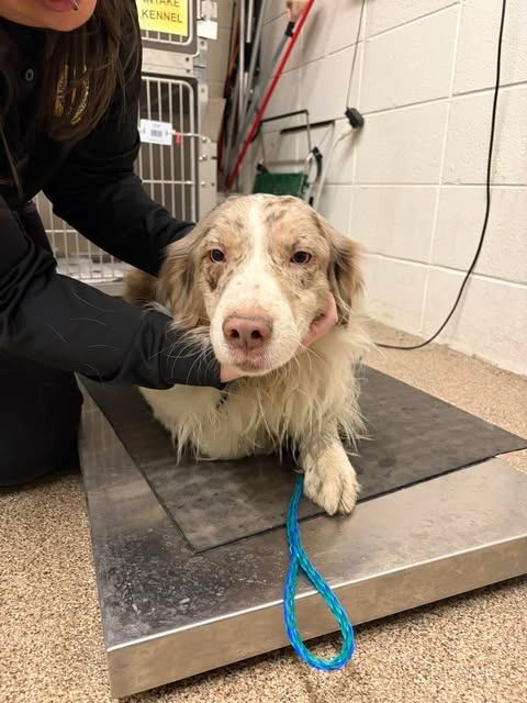 Picture of the Animal Listed