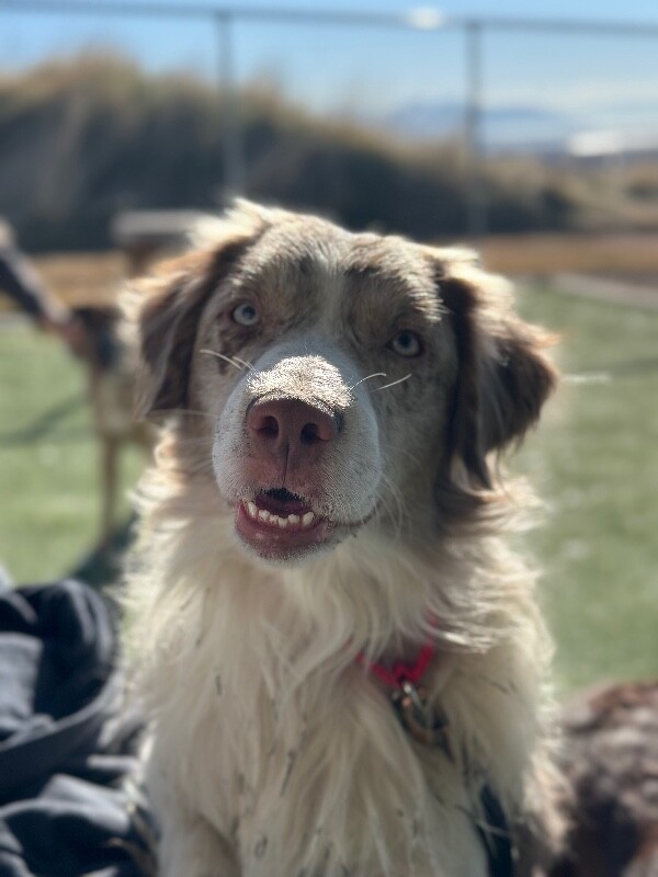 Picture of the Animal Listed