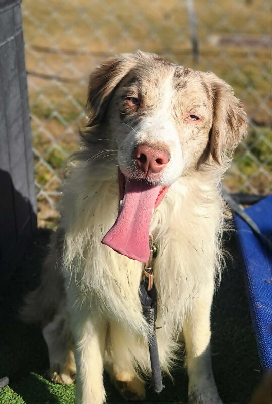 Picture of the Animal Listed