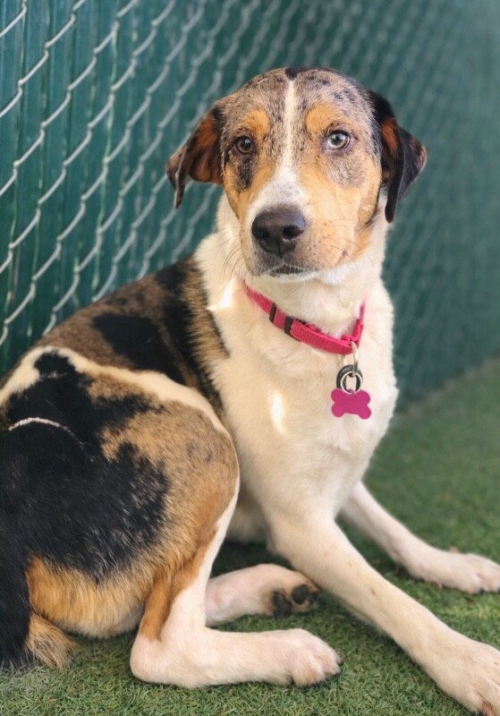 Picture of the Animal Listed