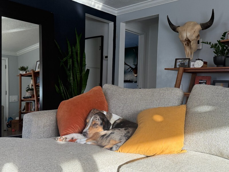 Picture of the Animal Listed