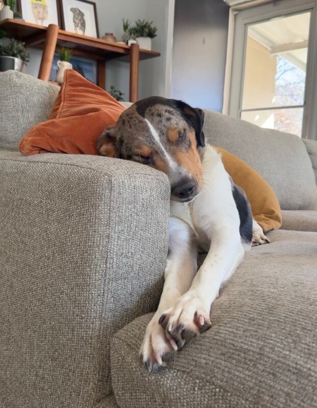 Picture of the Animal Listed