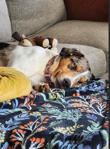 Picture of the Animal Listed