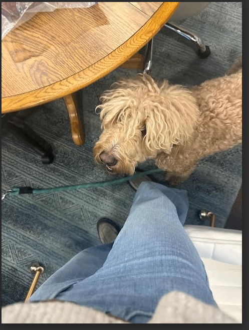 Picture of the Animal Listed