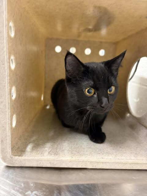 Picture of the Animal Listed