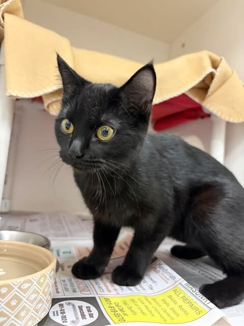 Picture of the Animal Listed